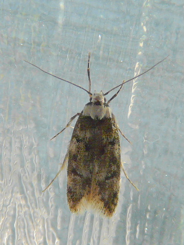 Pete's Walks - White-shouldered House Moth